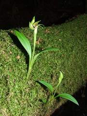 Chiloglottis jeanesii