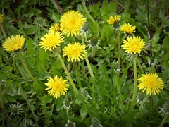 Taraxacum officinale