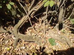 Parthenocissus quinquefolia