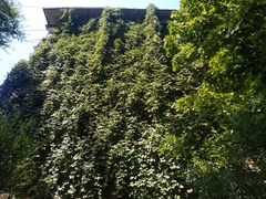 Parthenocissus quinquefolia