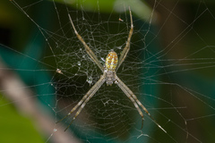 Argiope dang