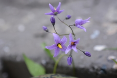 Solanum dulcamara