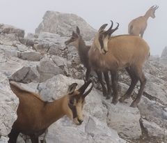 Rupicapra rupicapra balcanica