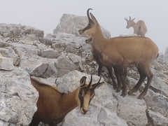 Rupicapra rupicapra balcanica
