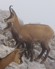 Rupicapra rupicapra balcanica