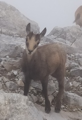Rupicapra rupicapra balcanica