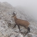 Balkan Chamois - Photo (c) Jan Grozev, some rights reserved (CC BY-NC), uploaded by Jan Grozev