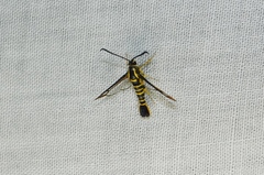 Synanthedon arkansasensis