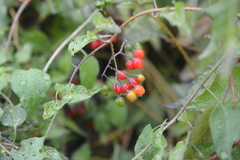 Solanum dulcamara