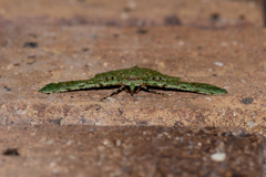 Aeolochroma viridicata