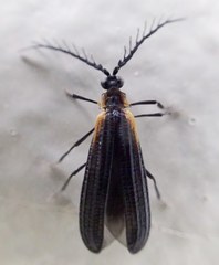 Leptoceletes basalis