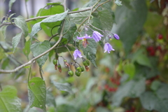 Solanum dulcamara