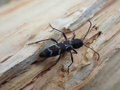 Neoclytus muricatulus