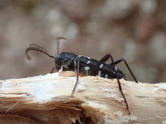 Neoclytus muricatulus
