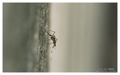 Toxorhynchites splendens