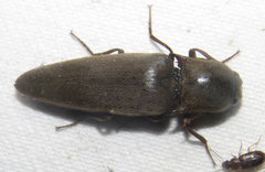 Orthostethus infuscatus
