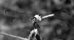 Chalcostephia flavifrons