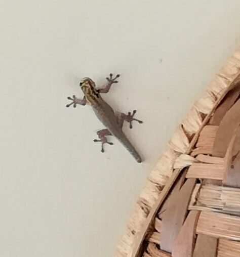 Mann's Dwarf Gecko