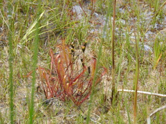 Drosera linearis