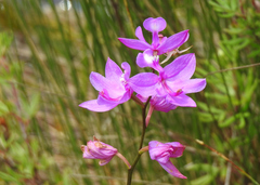 Calopogon tuberosus tuberosus