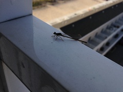 Argia tibialis
