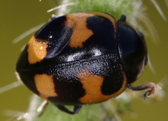 Ceratomegilla alpina