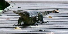 Varanus salvator