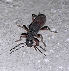 Cymatodera hopei
