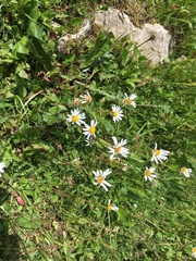 Leucanthemum vulgare