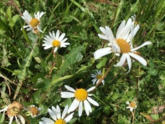 Leucanthemum vulgare