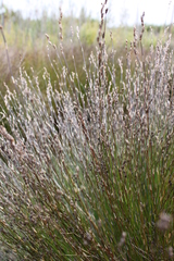 Restio rottboellioides