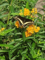 Papilio polyxenes