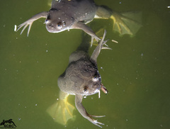 Xenopus muelleri