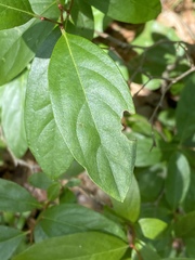Lyonia mariana