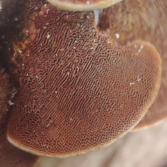 Hymenochaete iodina