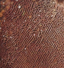 Hymenochaete iodina