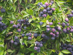 Syzygium acuminatissimum