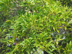 Syzygium acuminatissimum
