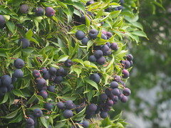 Syzygium acuminatissimum
