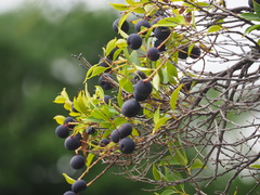 Syzygium acuminatissimum