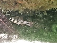 Ostorhinchus endekataenia