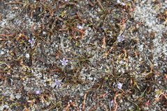 Limosella longiflora