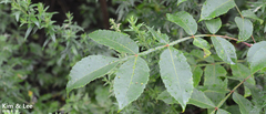 Rhus javanica