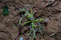 Drosera indica