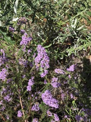 Pseudoselago verbenacea