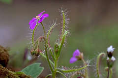 Drosera indica