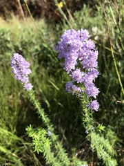 Pseudoselago verbenacea