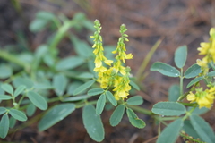 Melilotus officinalis