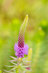 Pogostemon deccanensis