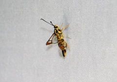 Synanthedon arkansasensis